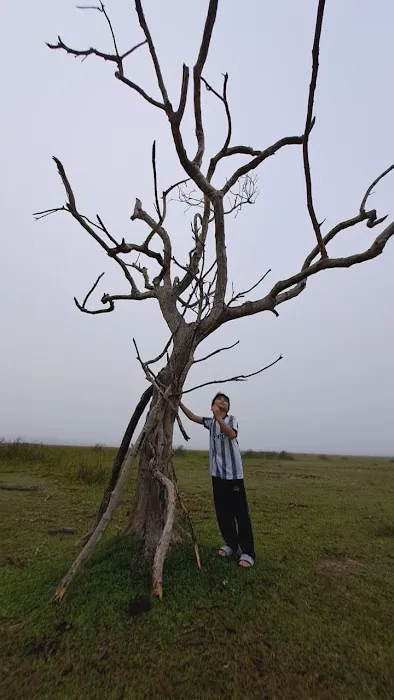 Pokok Nan Sebatang Paya Kangsar Picture 9