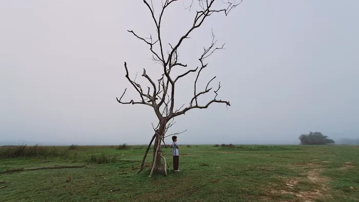 Pokok Nan Sebatang Paya Kangsar Picture 13