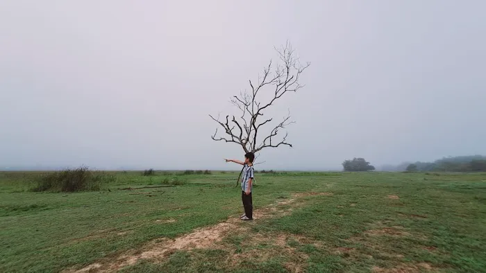Pokok Nan Sebatang Paya Kangsar Picture 12