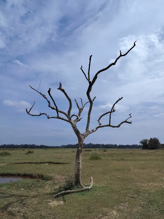 Pokok Nan Sebatang Paya Kangsar Picture 14