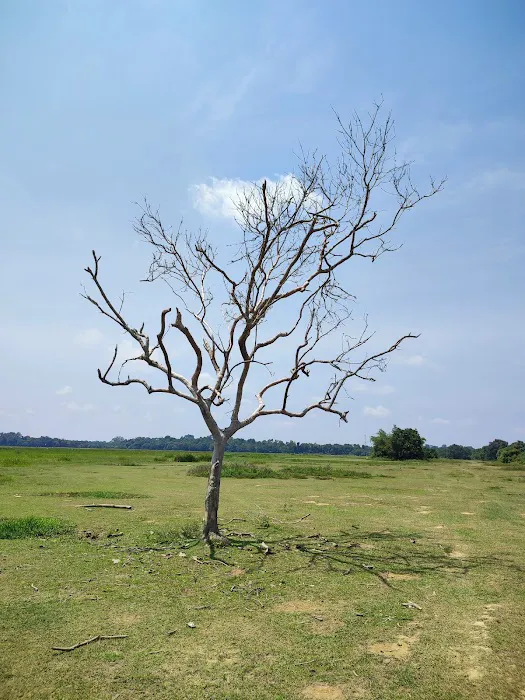 Pokok Nan Sebatang Paya Kangsar Picture 16