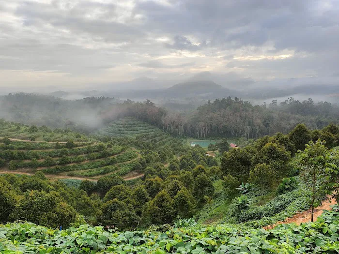 Ladang Durian Batu 2 Picture 2