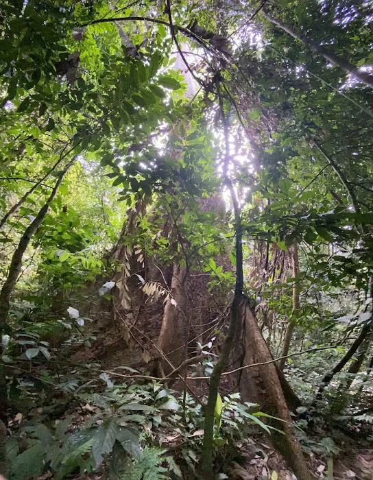 Bukit Repin Trailhead Picture 5