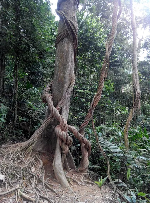 Gua Cha Picture 15