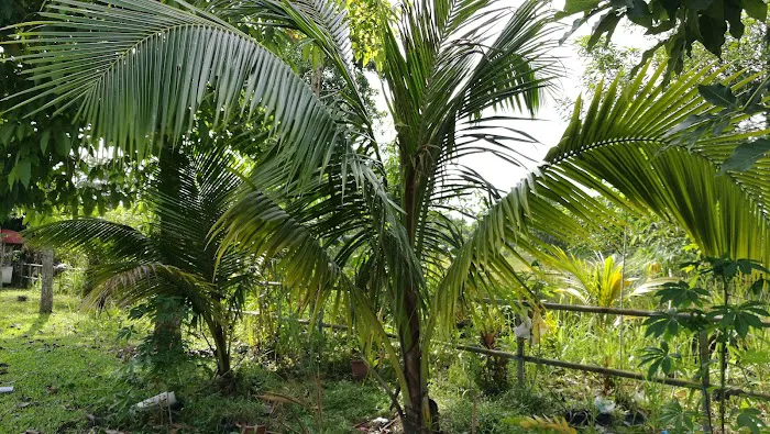 Taman Saujana Rawang Picture 4