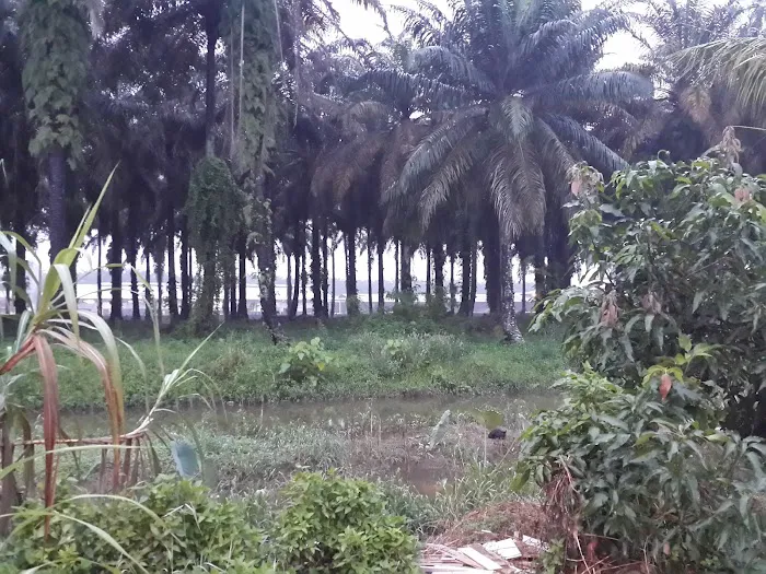 Homestay Seri Langkap Picture 8