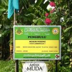 Mohd Sanusi (Penghulu Mukim Nering)