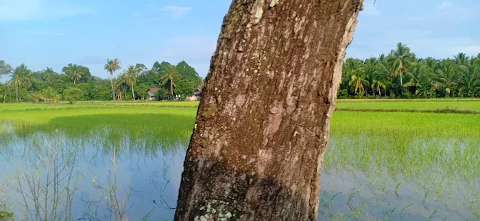 Kampung gajah mati Picture 2