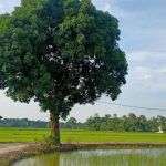 Kampung gajah mati
