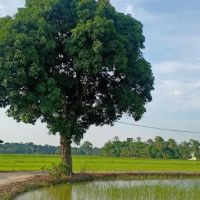 Kampung gajah mati ico