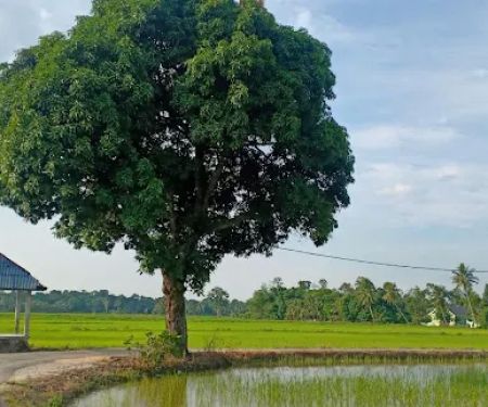 Kampung gajah mati