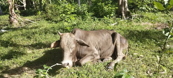 KG GONG TUNGAI Picture 2
