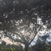 Bundle Kapar ico