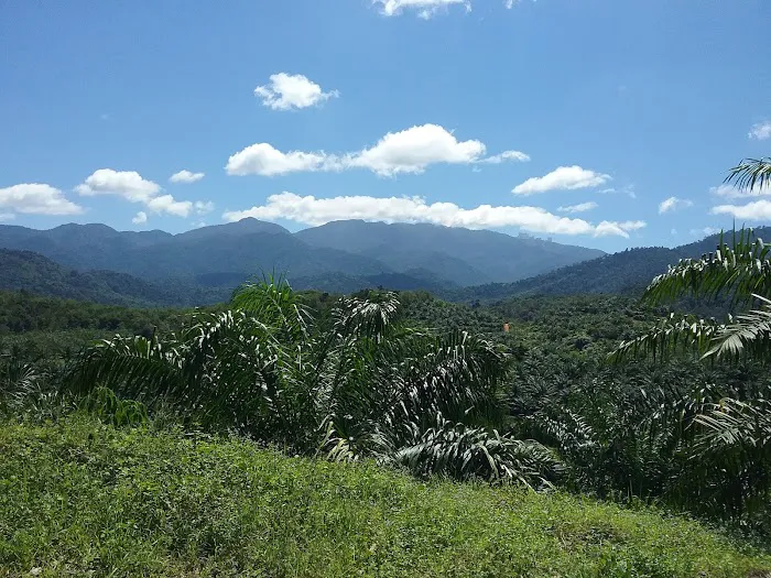 Dusuntara Jungle Resort Picture 5