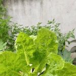 Rumahku syurga ku