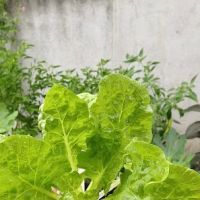 Rumahku syurga ku ico