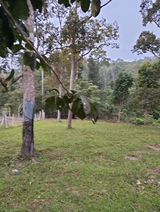 Dusun Durian Picture 1