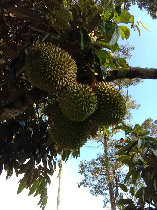 Dusun Durian Picture 2