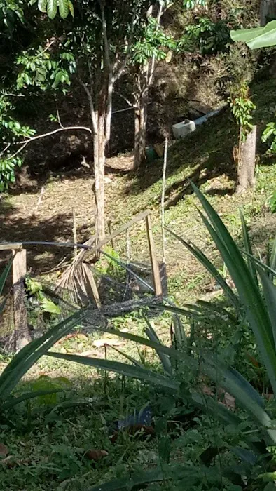 Dusun Durian Picture 7