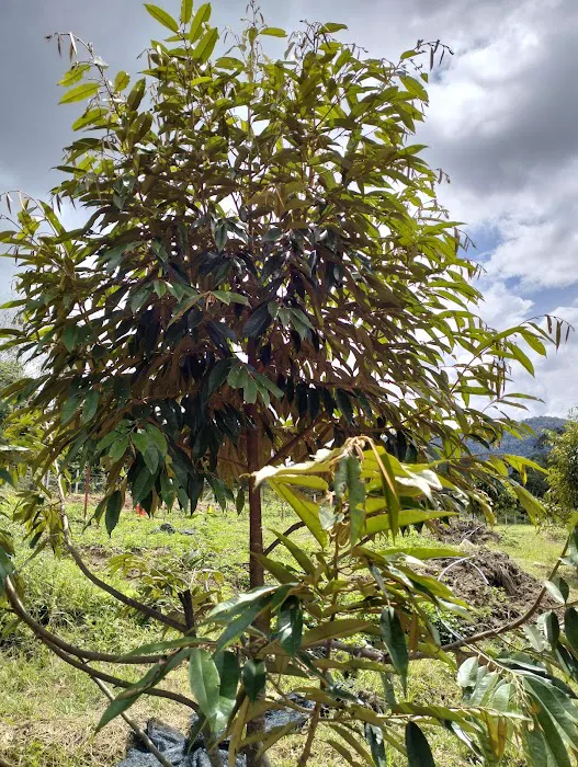 Dusun Durian Picture 9