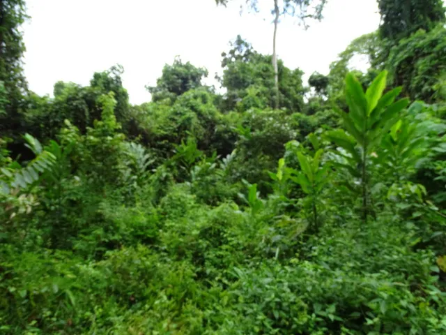 Mat Leon Village Picture 4