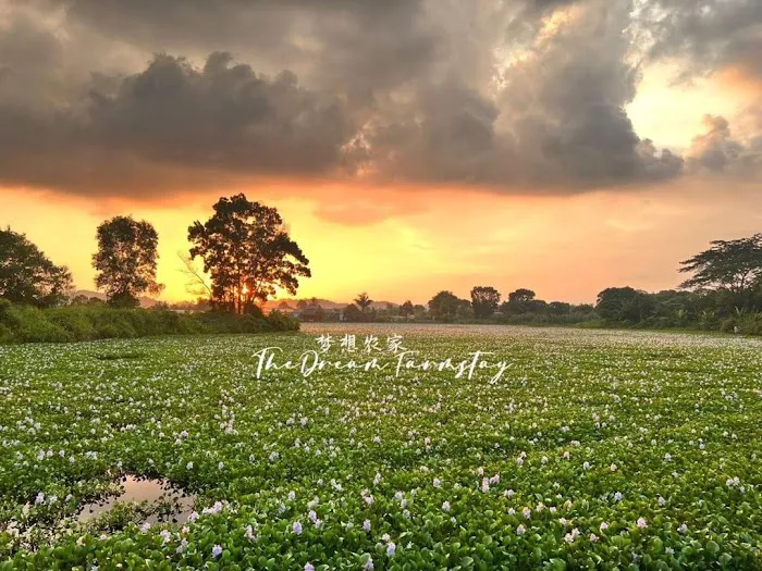 The Dream Farmstay Picture 4