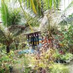 Urut Tradisional Lelaki, Urut tradisional Melayu Urut Saraf Rembau Kuala Pilah Negeri Sembilan