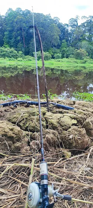 Selesa Urat Tanjung Karang Selangor Picture 1