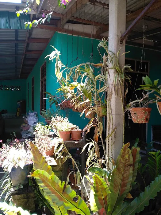 Pok Tar Ngurut Picture 8