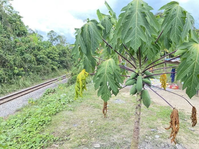 Pak Chu Manek Urai Picture 5