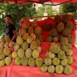 Tapak Durian Power Best