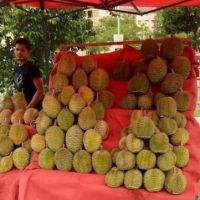 Tapak Durian Power Best ico