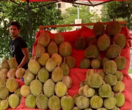 Tapak Durian Power Best