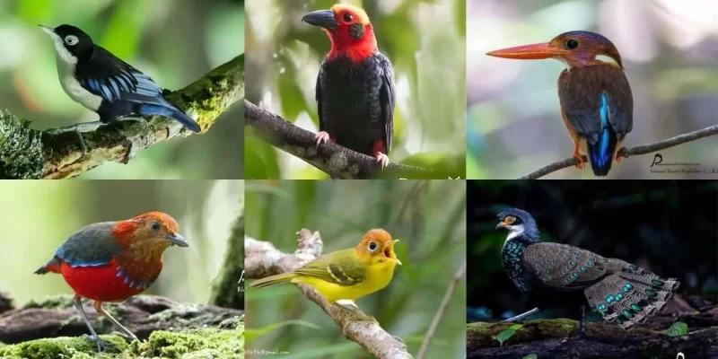 Nature Reserves with Rare Birds in Malaysia You Should Visit