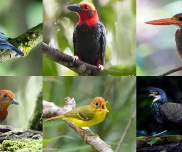 Nature Reserves with Rare Birds in Malaysia You Should Visit