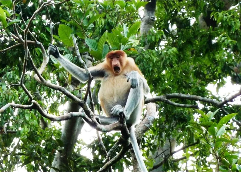 Nature Reserves with Monkeys in Malaysia: Where to Go and What to Expect