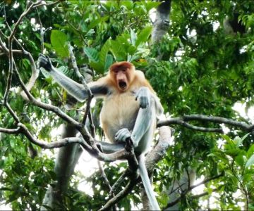 Nature Reserves with Monkeys in Malaysia: Where to Go and What to Expect