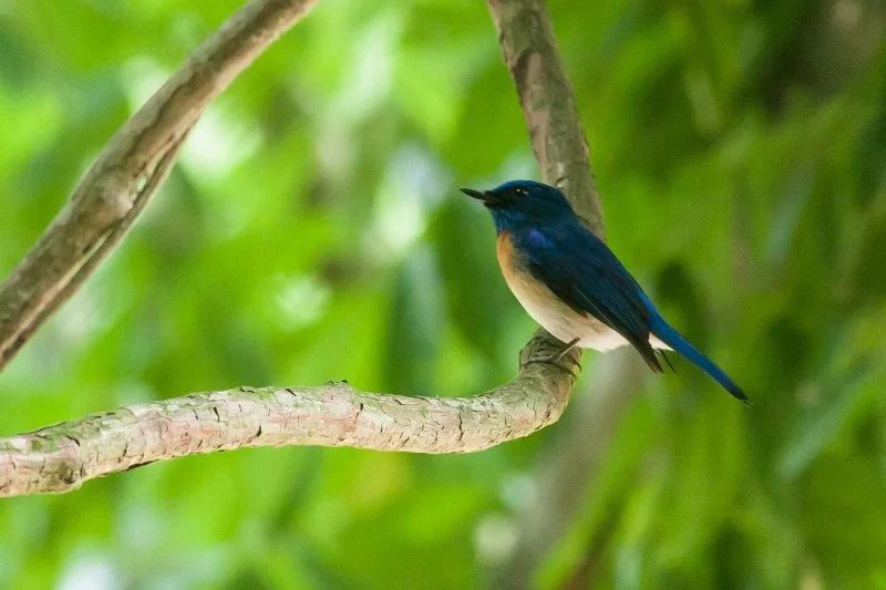 Nature Parks With Birdwatching Tours in Malaysia: Where Birds and Beauty Meet