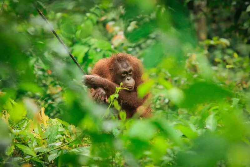 Discover Nature Parks with Wildlife Safaris in Malaysia