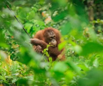 Discover Nature Parks with Wildlife Safaris in Malaysia
