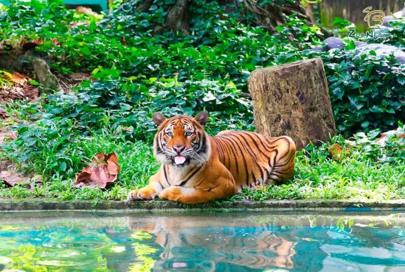 Theme Parks with Animal Shows in Malaysia – Wildlife Meets Entertainment