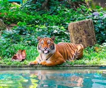 Theme Parks with Animal Shows in Malaysia – Wildlife Meets Entertainment
