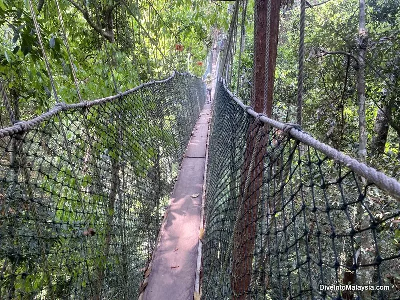Scenic Hiking Trails in Taman Negara National Park Worth Exploring