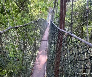 Scenic Hiking Trails in Taman Negara National Park Worth Exploring
