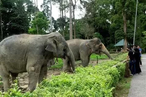 Top Nature Parks with Wildlife Safaris in Malaysia You Must Visit