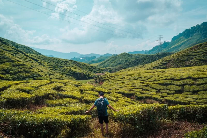 Scenic Mountain Walks in Cameron Highlands: Trails, Views, and Local Stories