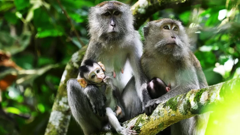Best Nature Reserves with Monkeys in Malaysia for Wildlife Lovers