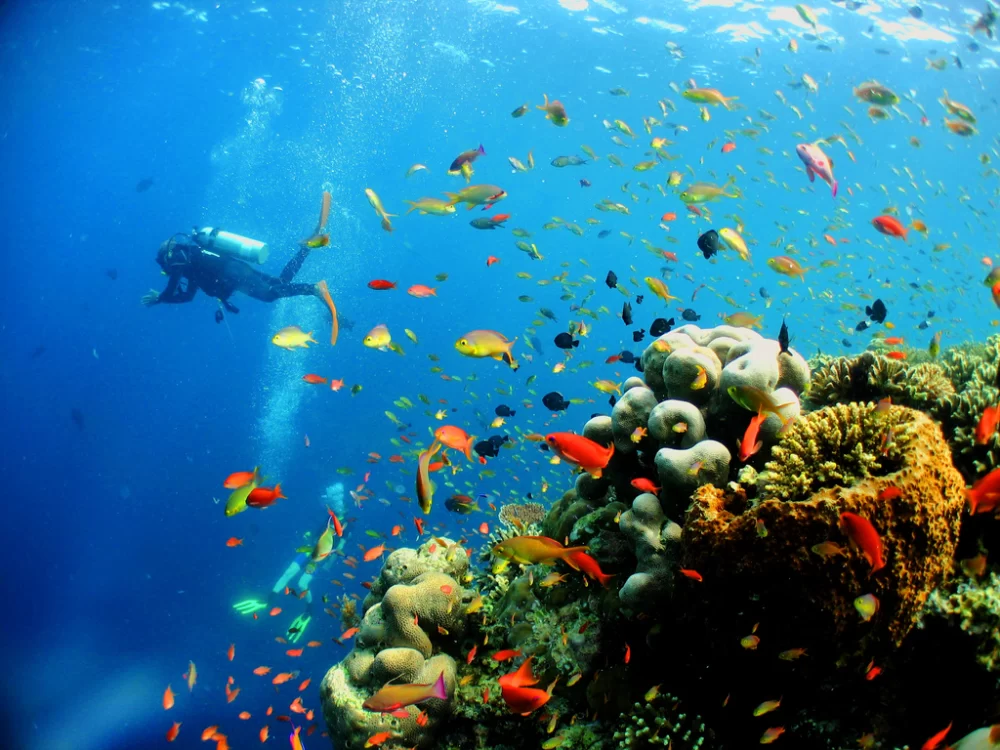 Adventure Scuba Diving Spots in Malaysia: Explore Top Underwater Destinations