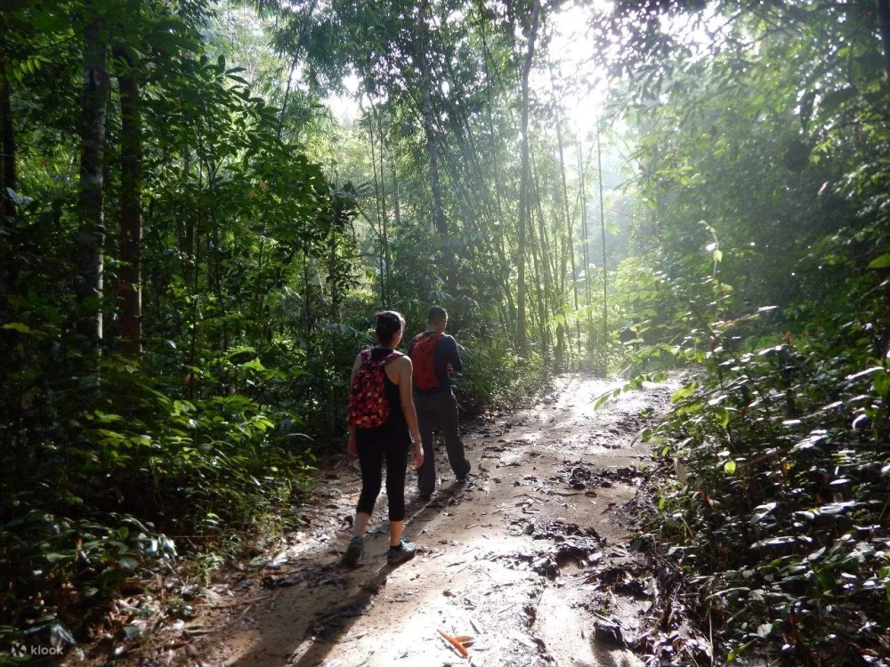 Explore Top Nature Trails for Jungle Trekking in Malaysia
