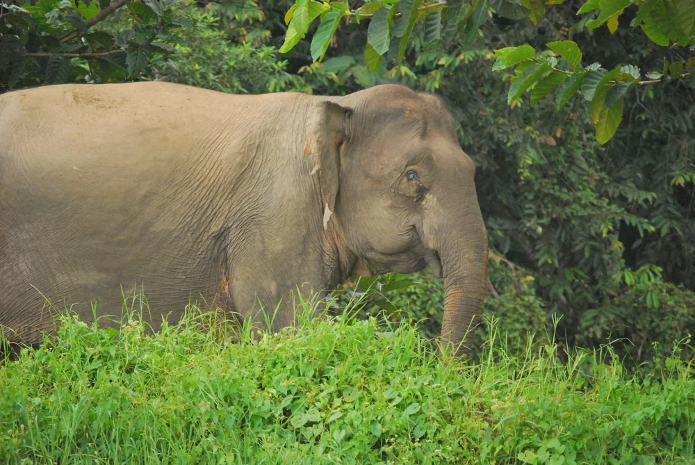 Exploring Nature Parks with Wildlife in Malaysia for an Unforgettable Adventure